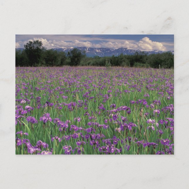 Carte Postale Amérique du Nord, USA, Alaska, Anchorage, Eklutna (Devant)