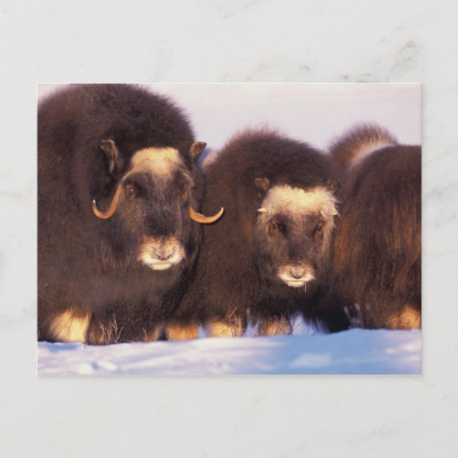 Carte Postale Amérique du Nord, USA, Alaska, Arctic Circle, (Devant)