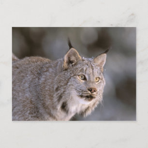Carte Postale Amérique du Nord, USA, Alaska, Haines. Lynx (Felis