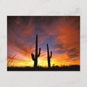 Carte Postale Amérique du Nord, USA, Arizona, désert de Sonoran.