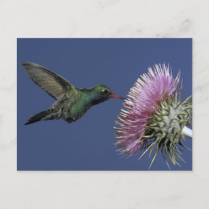 Carte Postale Amérique du Nord, USA, Arizona. Facturé à grande é