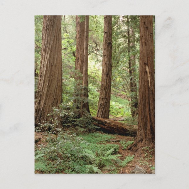 Carte Postale Amérique du Nord, USA, Californie, Big Sur, (Devant)