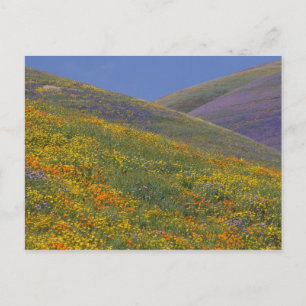 Carte Postale Amérique du Nord, USA, Californie, Los Angeles