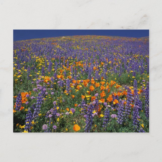 Carte Postale Amérique du Nord, USA, Californie, Los Angeles 2 (Devant)