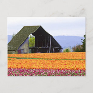 Carte Postale Amérique du Nord, USA, Washington, Skagit Valley.