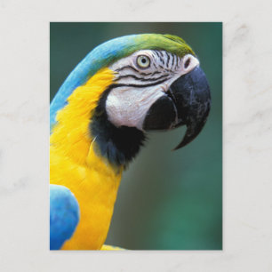 Carte Postale Amérique du Sud, Brésil, Iguacu National Park,