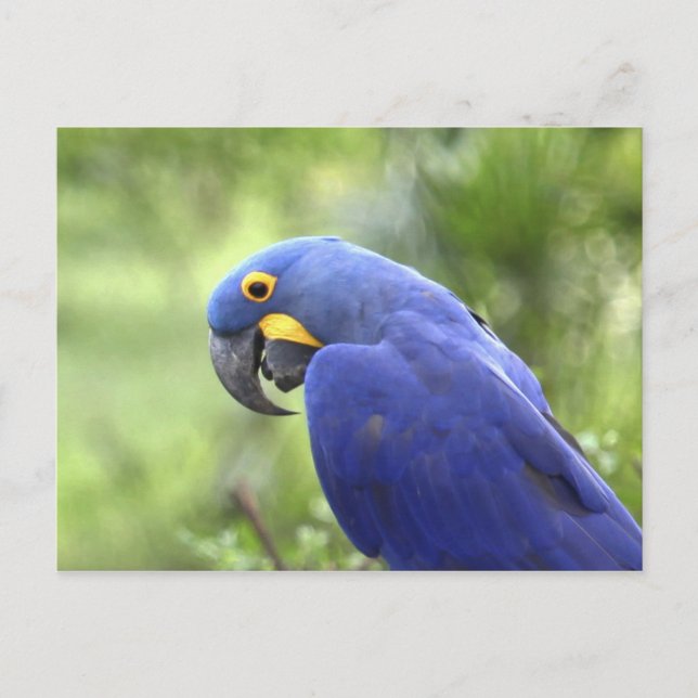 Carte Postale Amérique du Sud, Brésil, Pantanal (Devant)