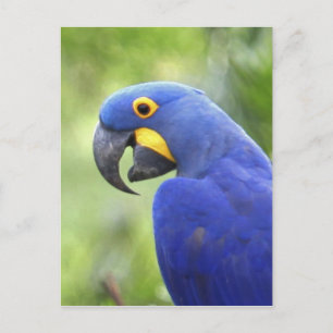 Carte Postale Amérique du Sud, Brésil, Pantanal