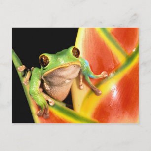 Carte Postale Amérique du Sud, Équateur, Amazonie. Grenouille ar