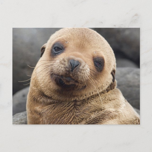 Carte Postale Amérique du Sud, Équateur, îles Galapagos (Devant)