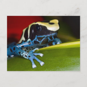 Carte Postale Amérique du Sud, République du Surinam. De près