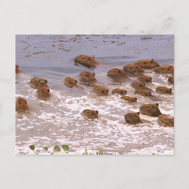 Carte Postale Amérique du Sud, Venezuela, Llano. (Devant)