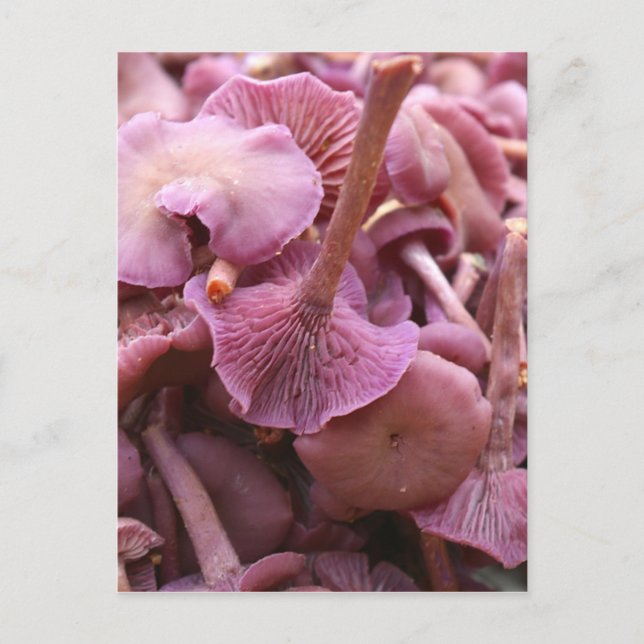 Carte Postale Amethyst Deceiver (Devant)