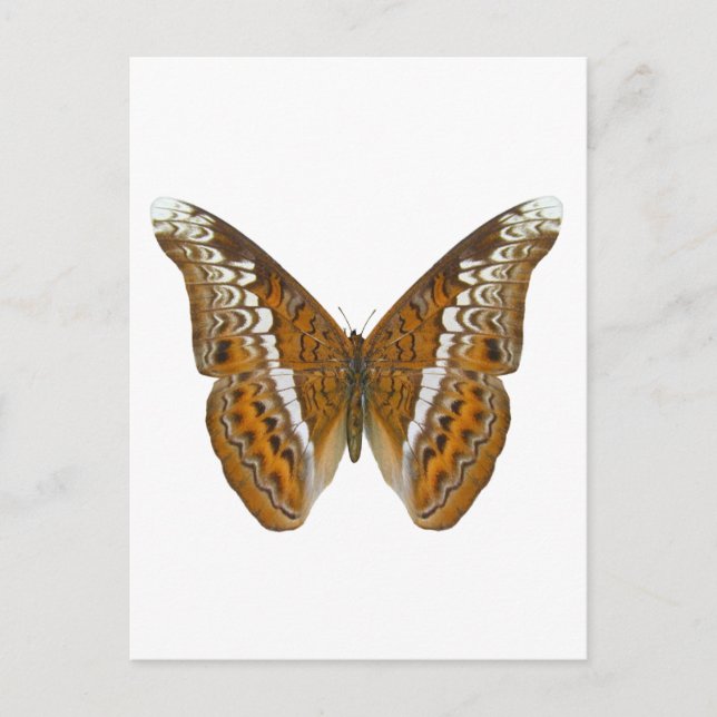Carte Postale Amiral Butterfly (Devant)