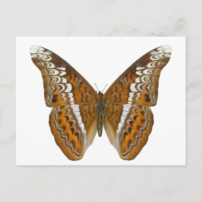 Carte Postale Amiral Butterfly (Devant)