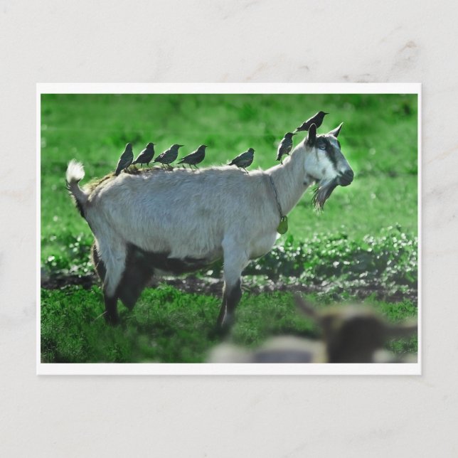 Carte Postale Amis (Devant)