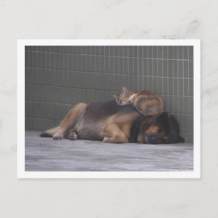 Carte Postale Amis animaux Chien de chat dormant ensemble