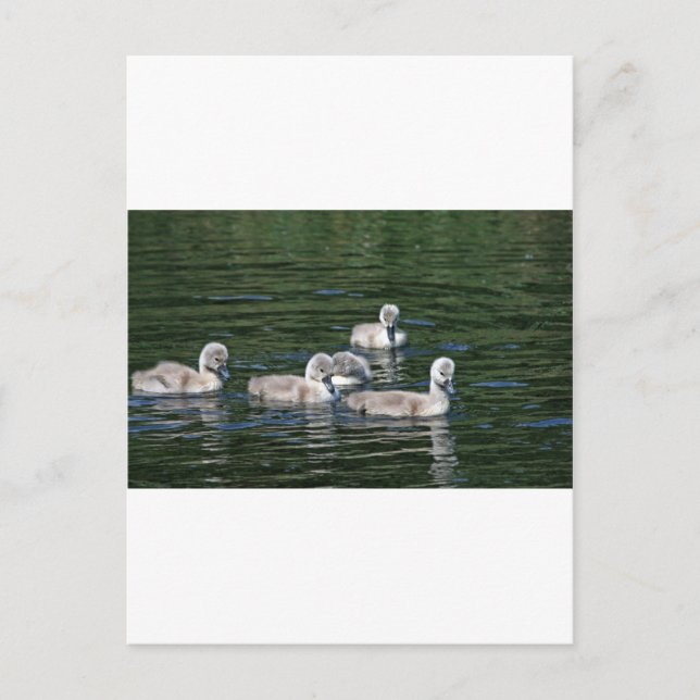 Carte Postale Amis de natation (Devant)