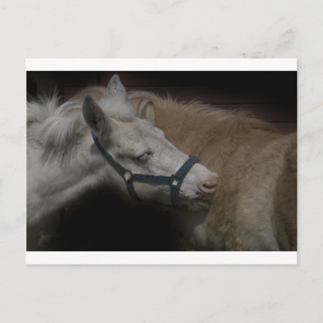 CARTE POSTALE AMIS DE SHETLAND 04 (Devant)
