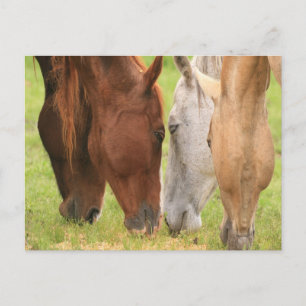 Carte Postale Amis du cheval