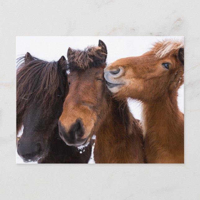 Carte Postale Amis du cheval islandais, Islande (Devant)