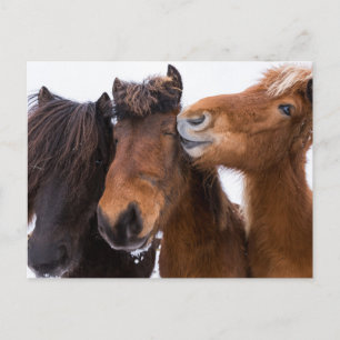 Carte Postale Amis du cheval islandais, Islande