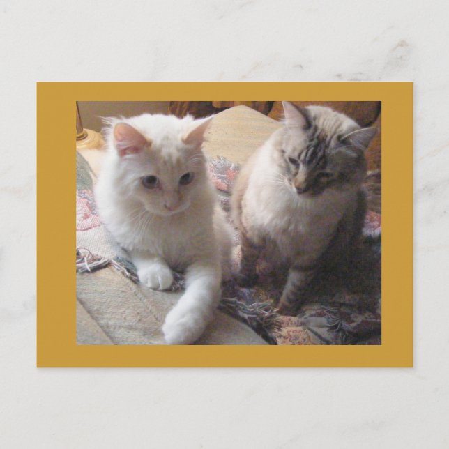 Carte Postale Amis joyeux (Devant)