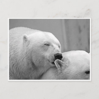 Carte postale Amis Ours Polaire