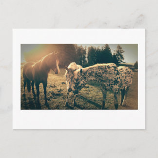 Carte Postale Amis sur les routes rurales