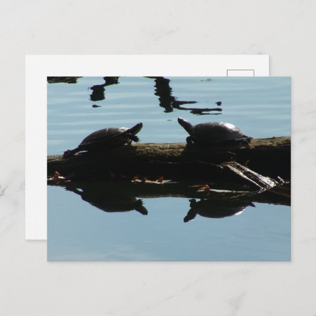 Carte postale Amis Tortue Bébé (Devant / Derrière)