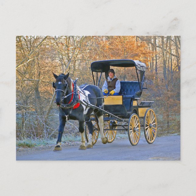 Carte Postale Amish Boy Drives Mariage Carriage (Devant)