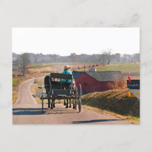 Carte Postale Amish Boy Drives Open Buggy
