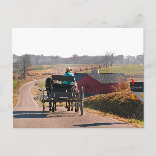 Carte Postale Amish Boy Drives Open Buggy (Devant)