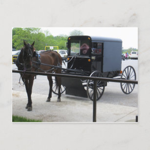 Carte Postale Amish Buggy