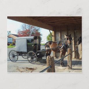 Carte Postale Amish Buggy, 1