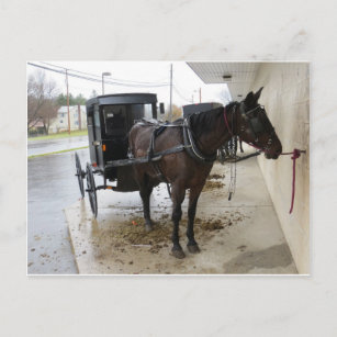 Carte Postale Amish Buggy 2