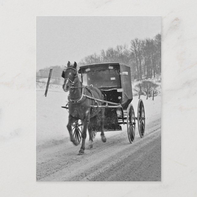 Carte postale Amish Horse et Buggy 3 (Devant)