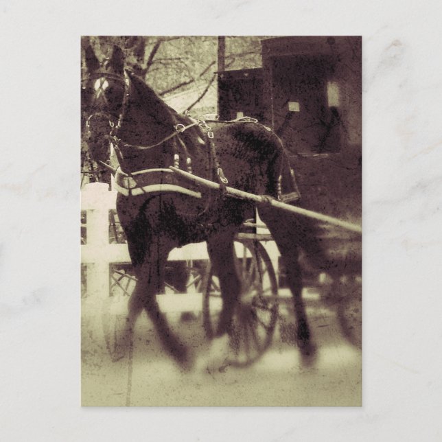 Carte Postale Amish Horse et Buggy Rural Iowa Photographie (Devant)