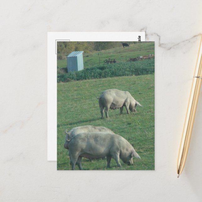 Carte Postale Amish Pasture Pigs (Devant/Arrière en situation)