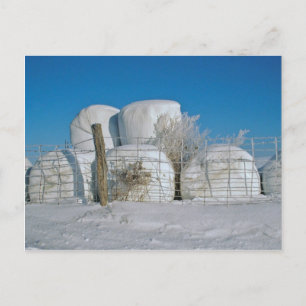 Carte postale Amish Round Hay Bales