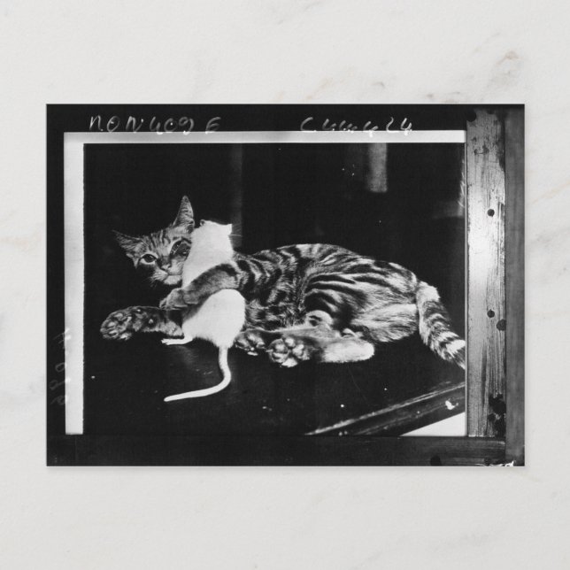 Carte Postale Amitié surprenante - Cat Minnie et Mike Mouse (Devant)