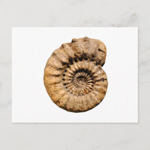 Carte Postale Ammonite fossile