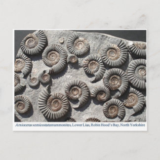 Carte Postale ammonites fossiles multiples du Lower Lias