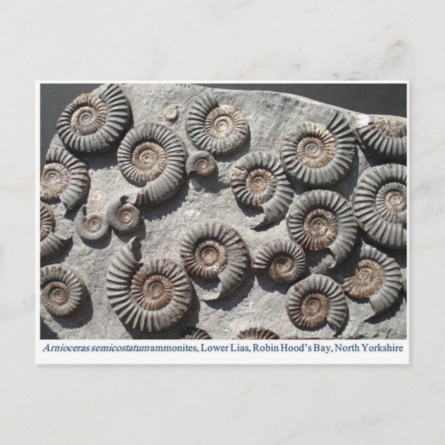 Carte Postale ammonites fossiles multiples du Lower Lias (Devant)