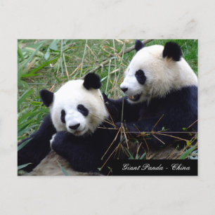 Carte Postale Amour & Bambou - Ours de panda géants / Chine