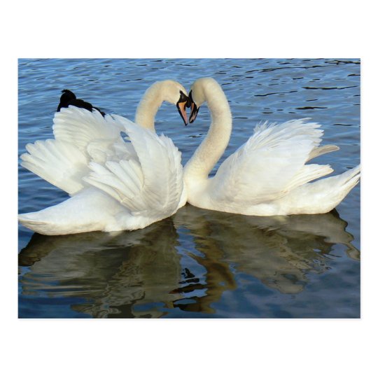 Carte Postale Amour Chaperonne De Coeur De Cygne Zazzle Fr