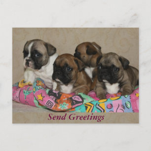 Carte Postale Amour de Bouledogue Français Cadeaux French Bulldo