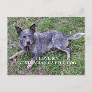 Carte Postale amour de chien de bétail australien w photo