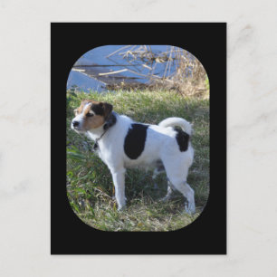 Carte Postale Amour de chien par Janz Jack Russell