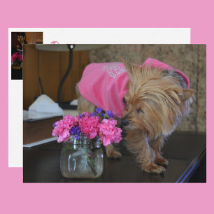 Carte Postale Amour de chiot Yorkie joli en rose